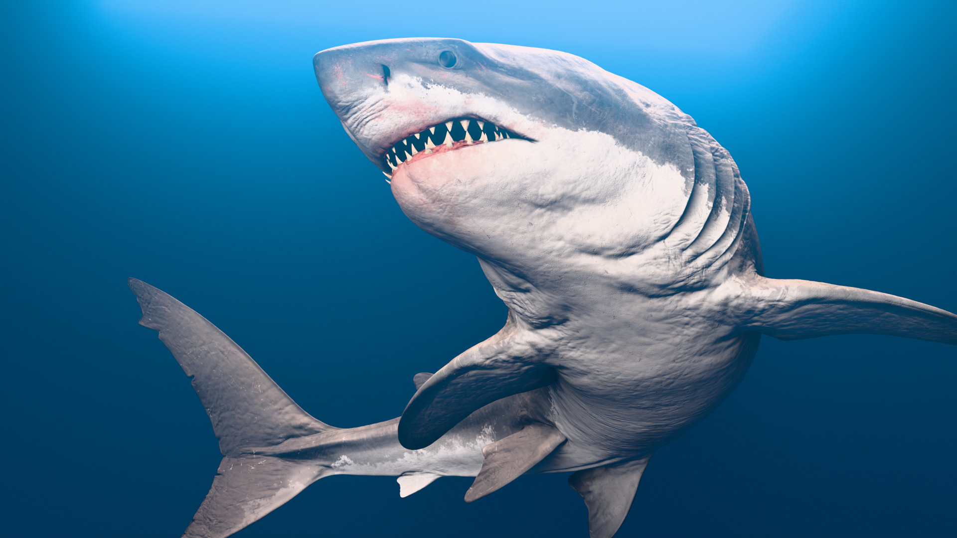 Megalodon Animated  Low-poly 3D model_4