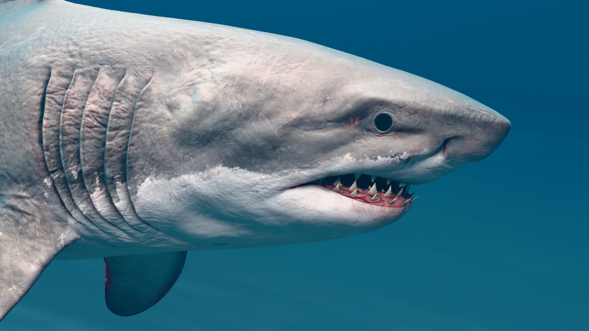 Megalodon Animated  Low-poly 3D model_5