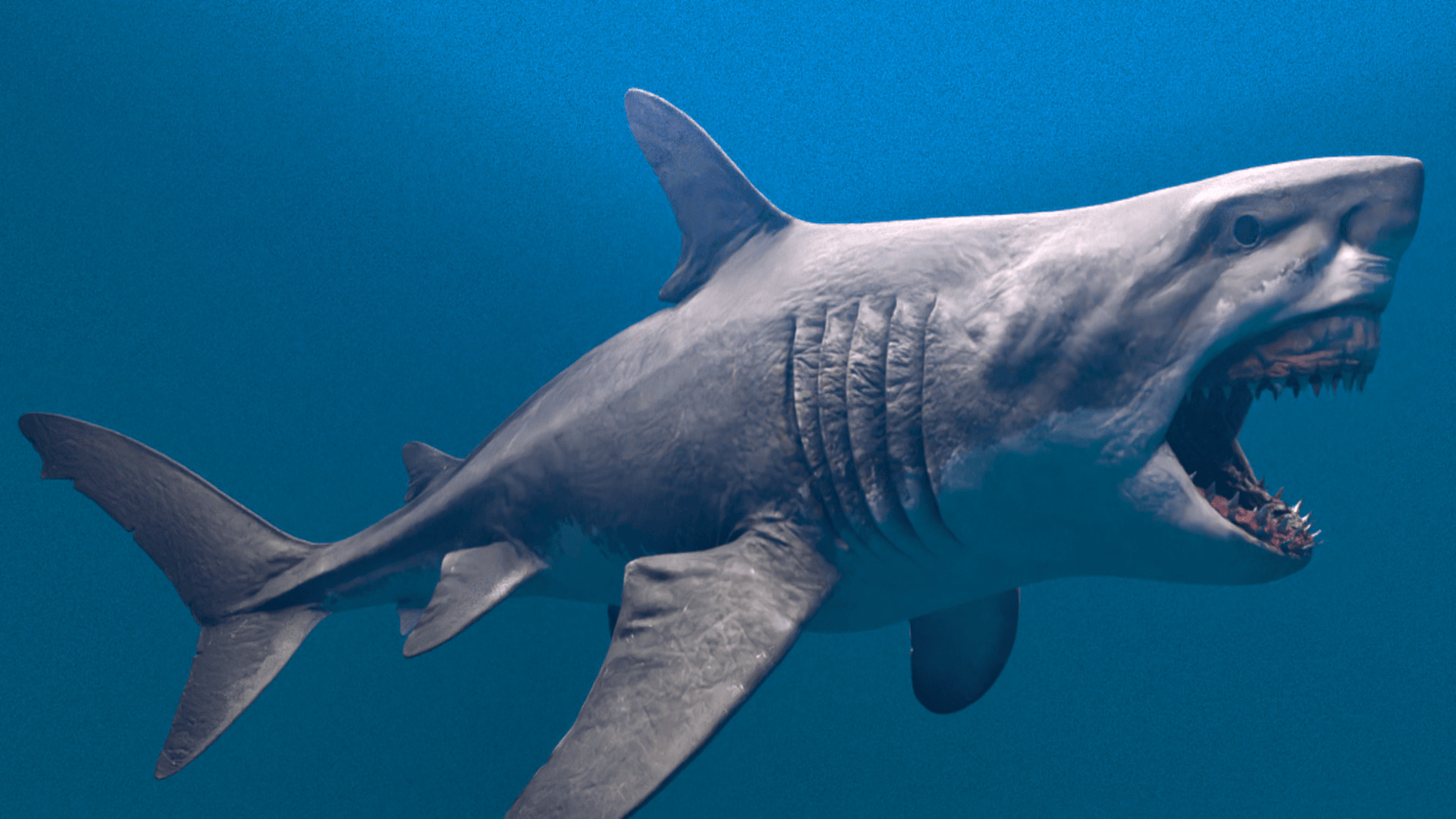 Megalodon Animated  Low-poly 3D model_8