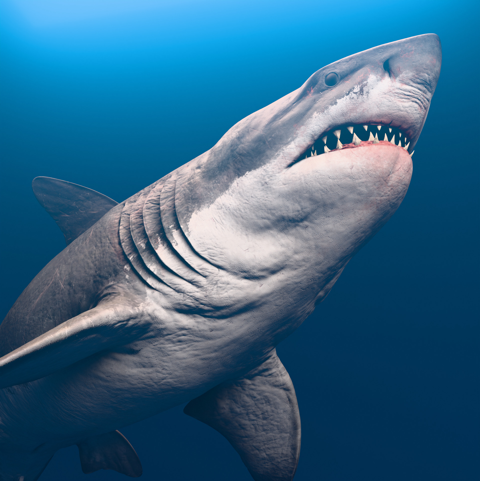 Megalodon Animated  Low-poly 3D model_2
