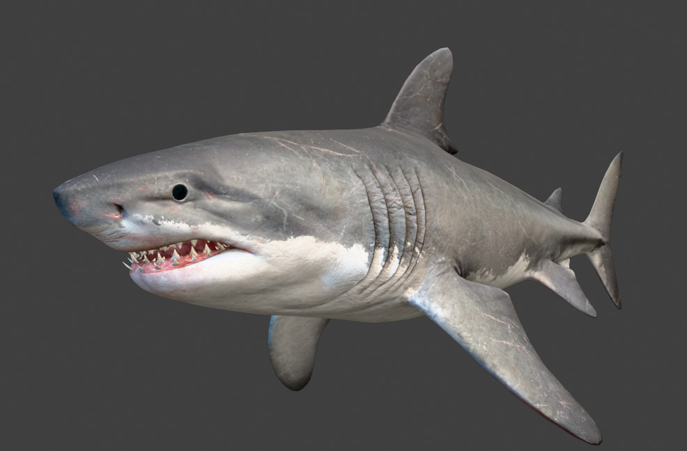 Megalodon Animated  Low-poly 3D model_12
