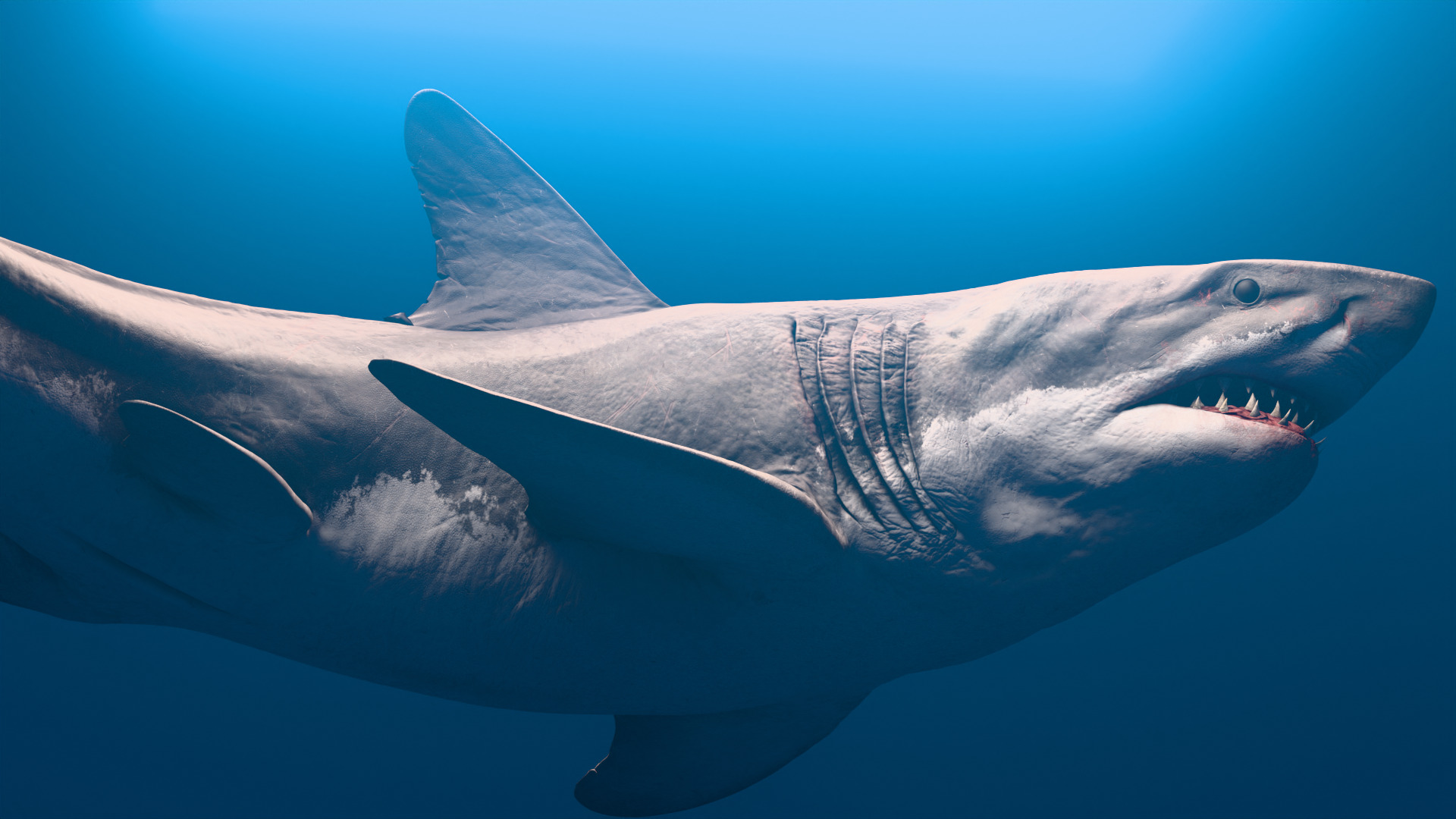 Megalodon Animated  Low-poly 3D model_3