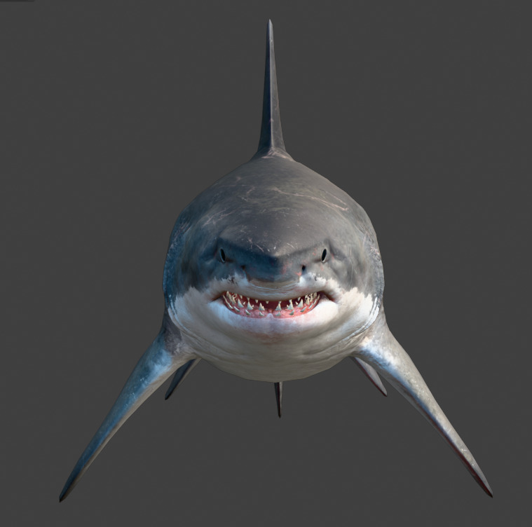 Megalodon Animated  Low-poly 3D model_11