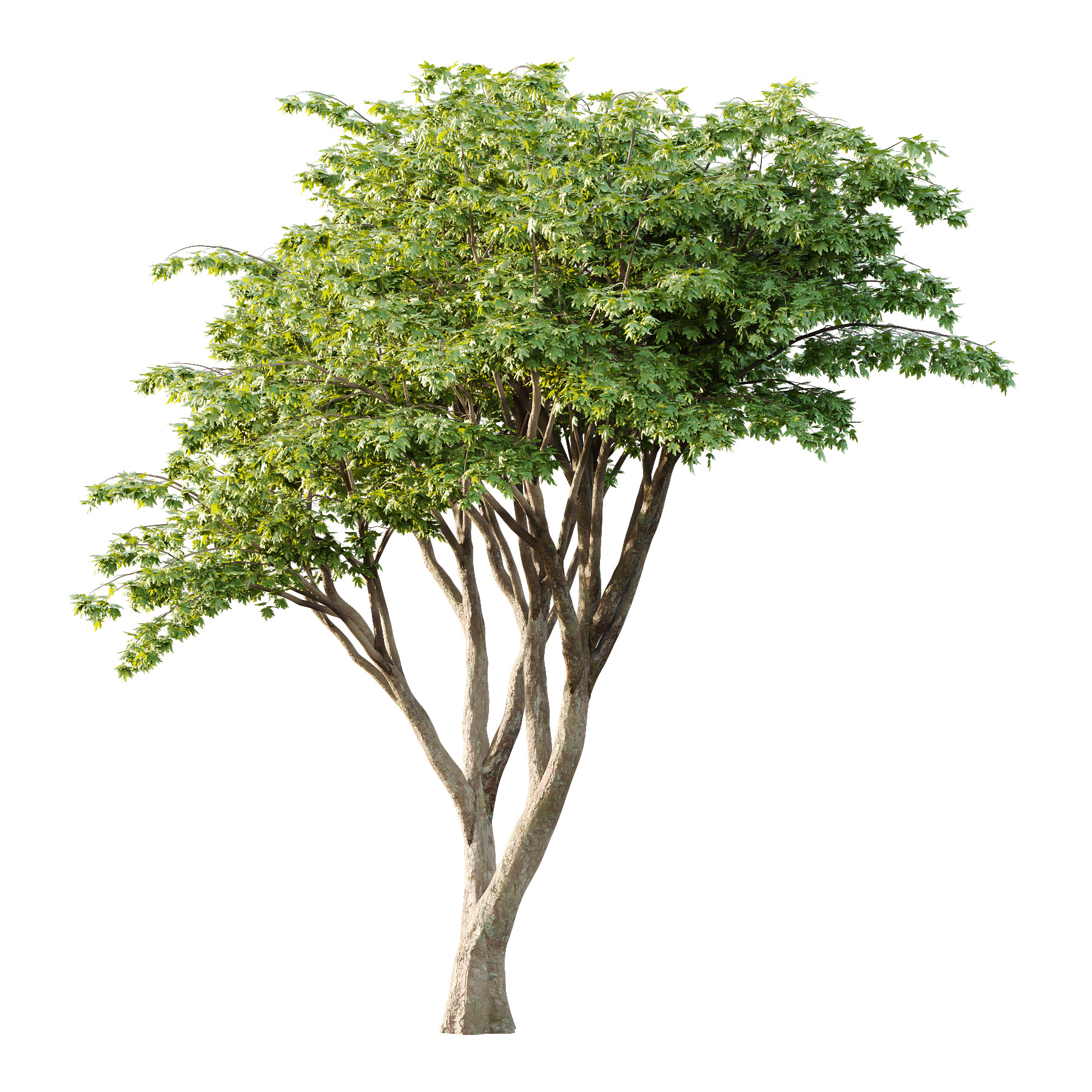 Acer Pseudoplatanus Tree 09 3D model_2