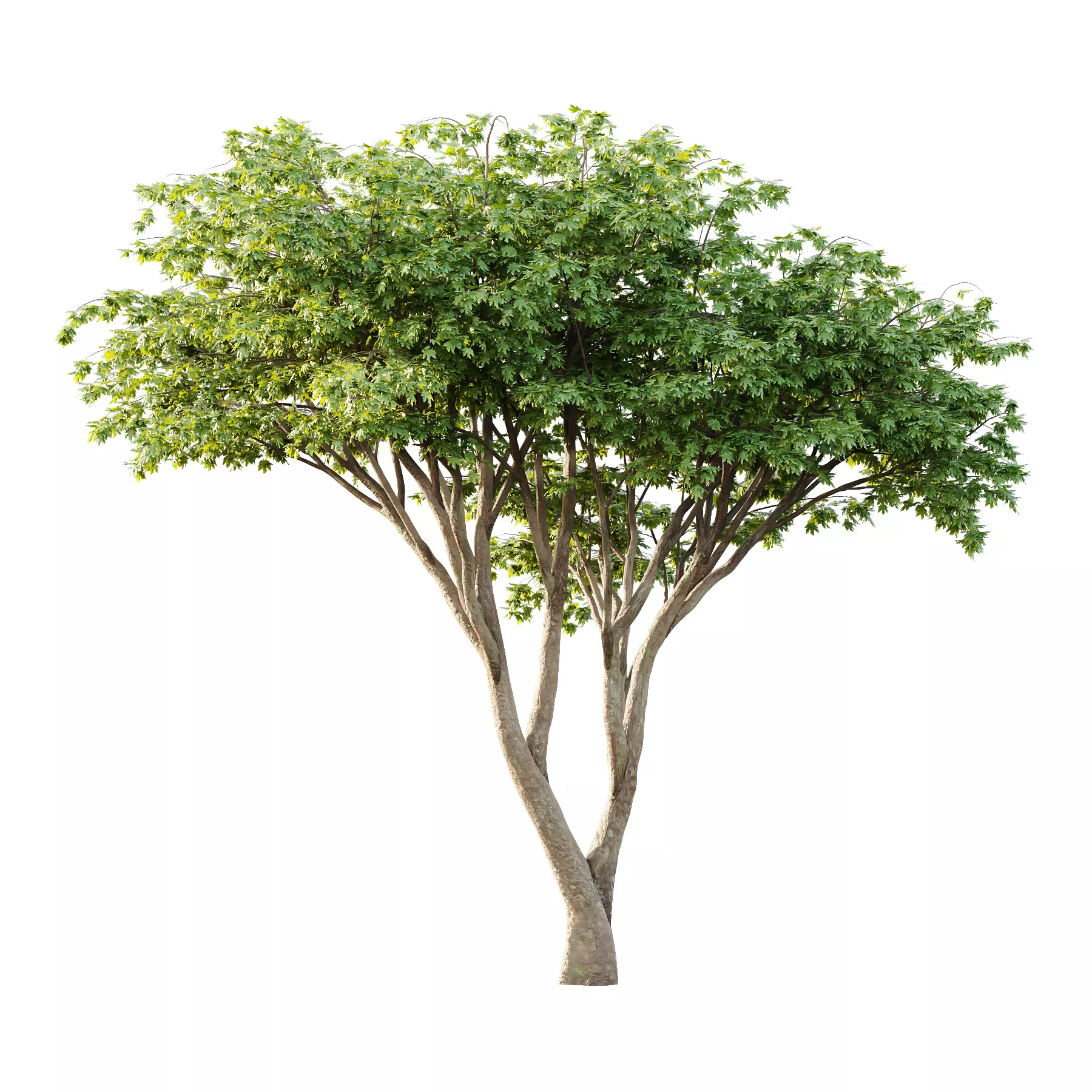 Acer Pseudoplatanus Tree 09 3D model_0