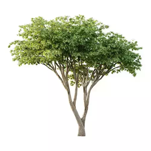 Acer Pseudoplatanus Tree 09 3D model Acer Pseudoplatanus Tree 09 3D model