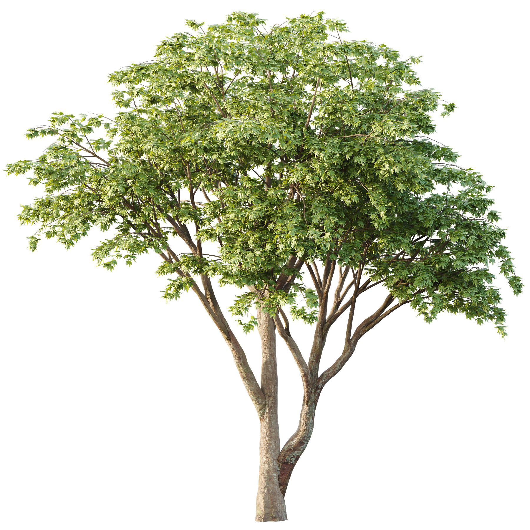 Acer Pseudoplatanus Tree 10 3D model_1