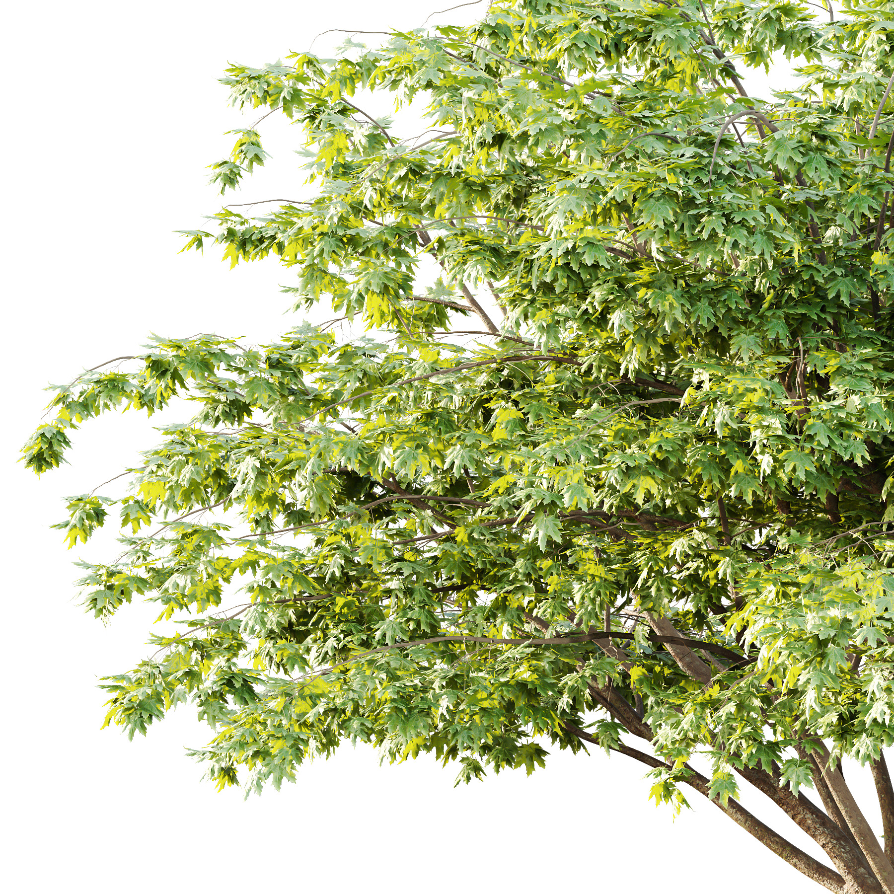 Acer Pseudoplatanus Tree 10 3D model_2