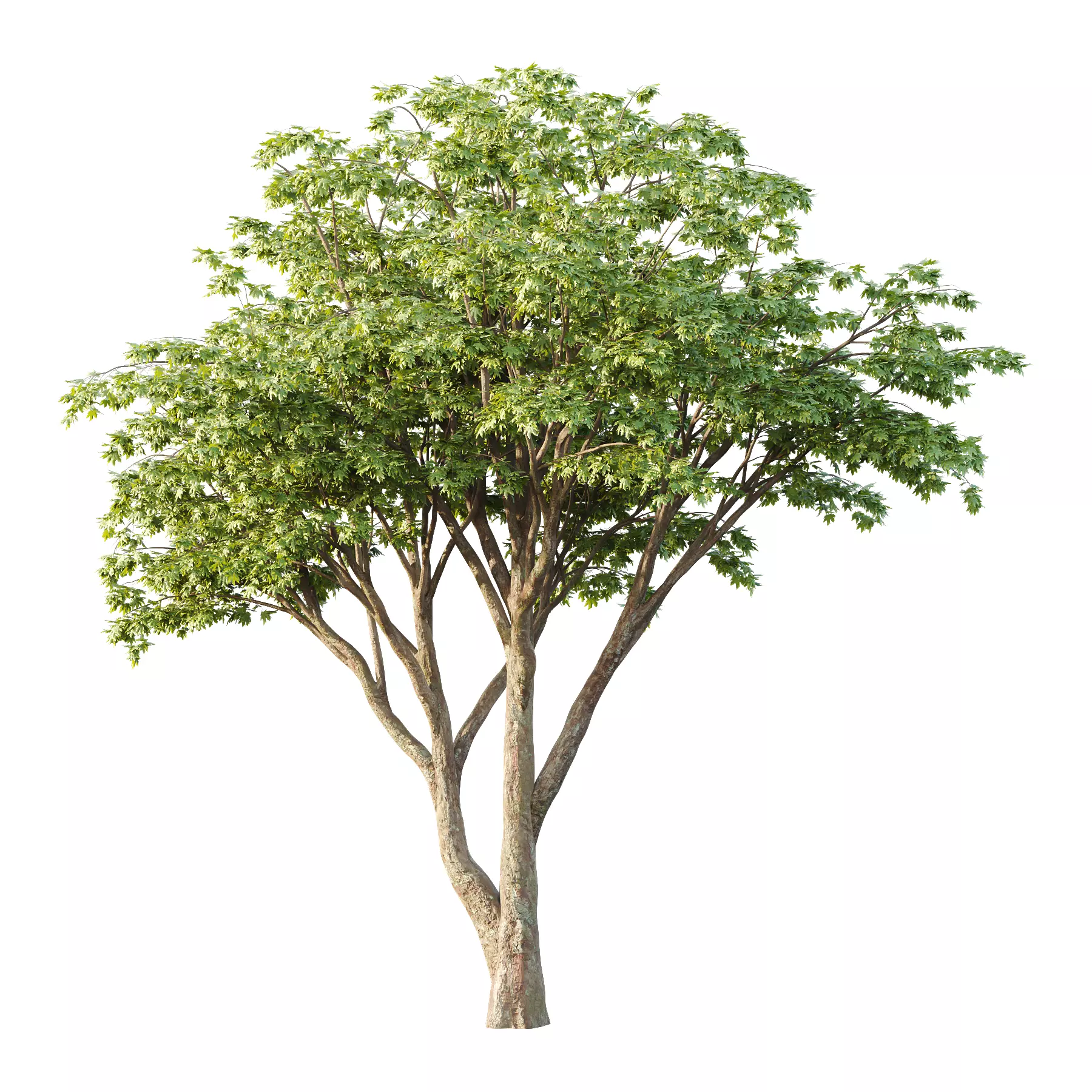 Acer Pseudoplatanus Tree 10 3D model_0