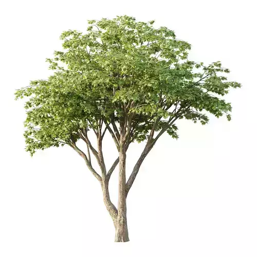 Acer Pseudoplatanus Tree 10 3D model