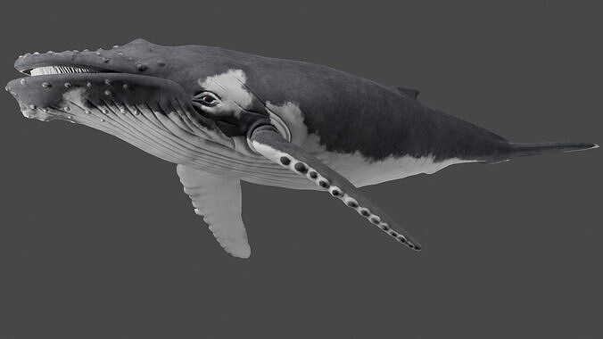 Humpback Whale  3D model