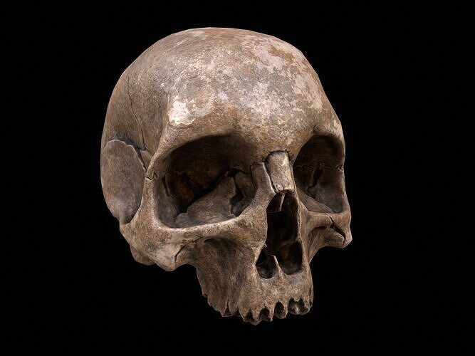 Human Skull Old PBR Low-poly 3D model