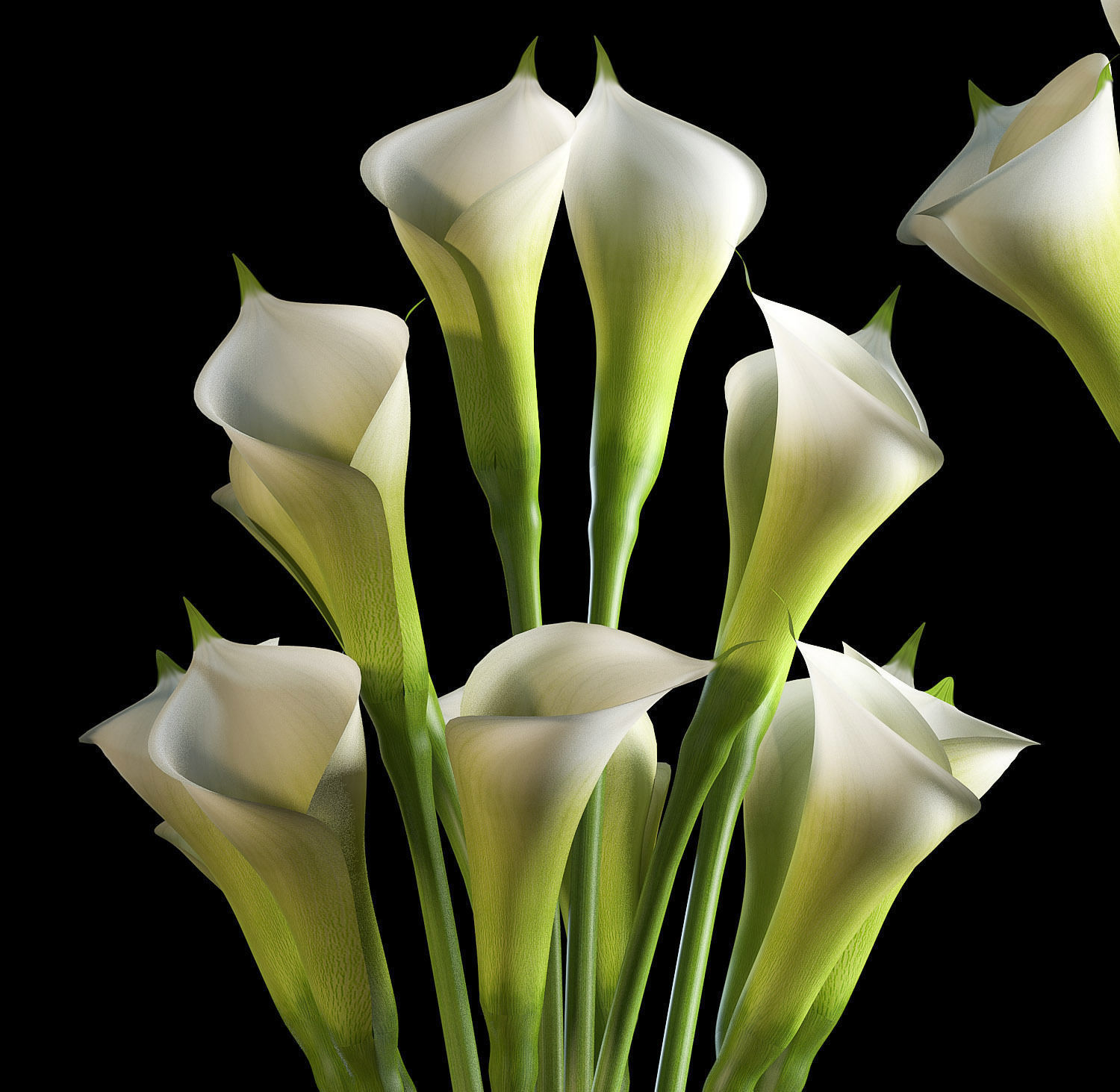 calalilly white set 3D model_2