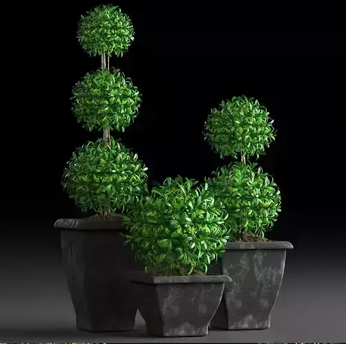 Plants 15