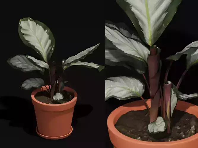 Free 3D Model Calathea Fusion Potted Plant 23cm