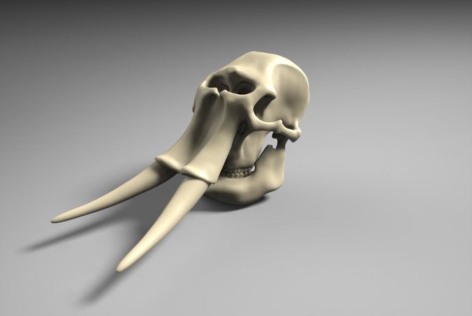 Elephant Skull 3D print model