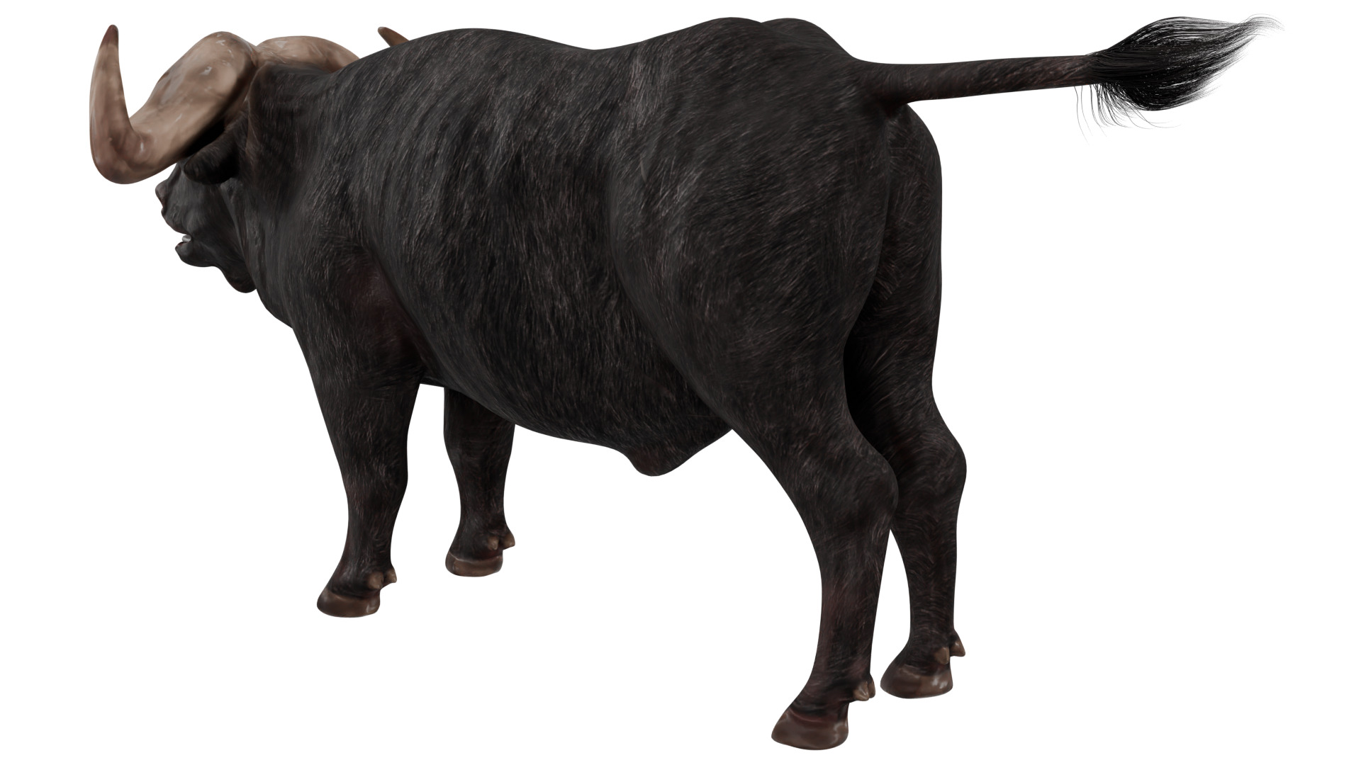 African Buffalo 3D model_2