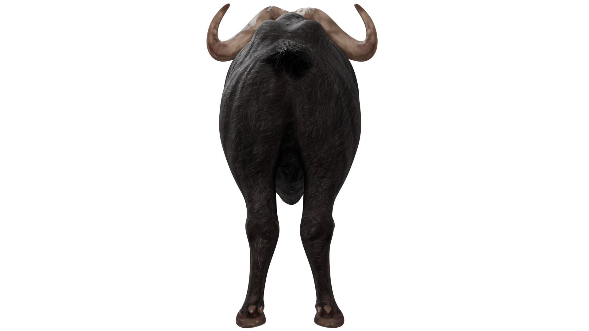African Buffalo 3D model_3