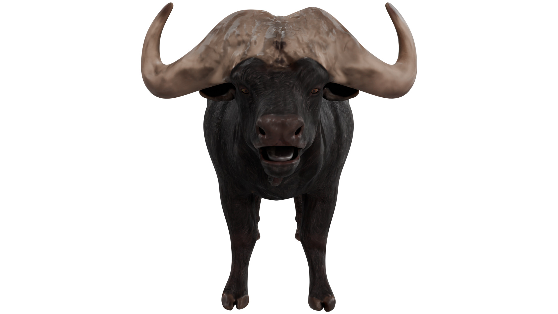African Buffalo 3D model_7