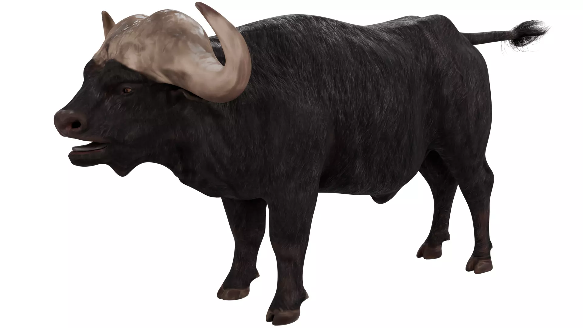 African Buffalo 3D model_0