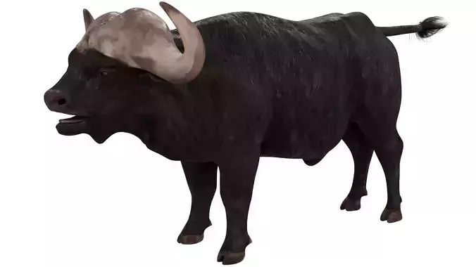 African Buffalo