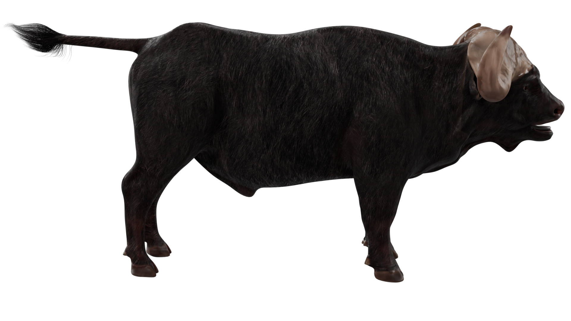 African Buffalo 3D model_5