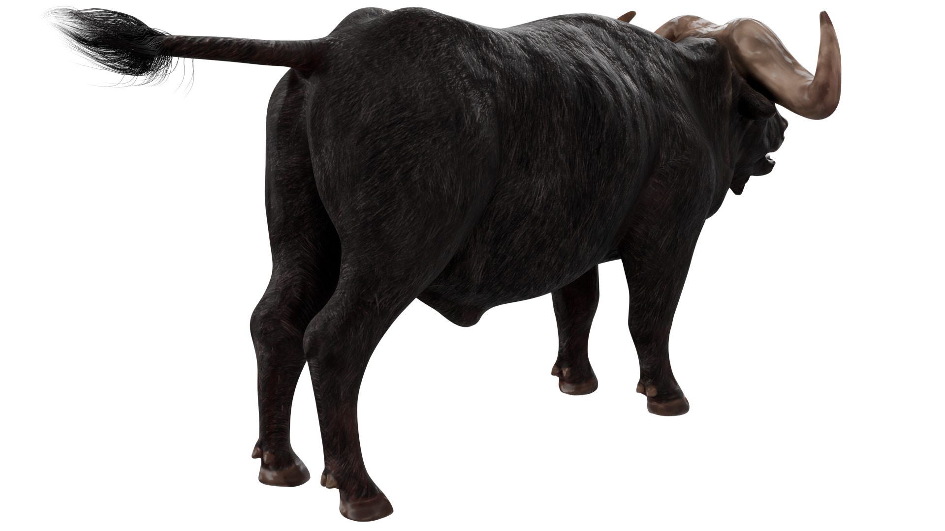African Buffalo 3D model_4