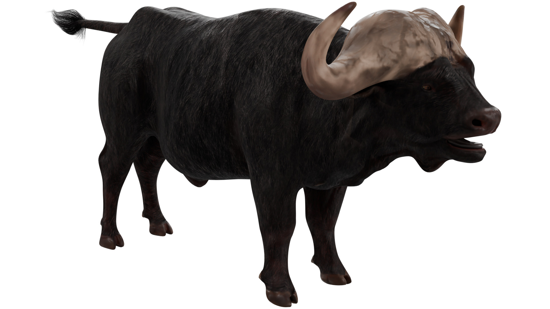 African Buffalo 3D model_6