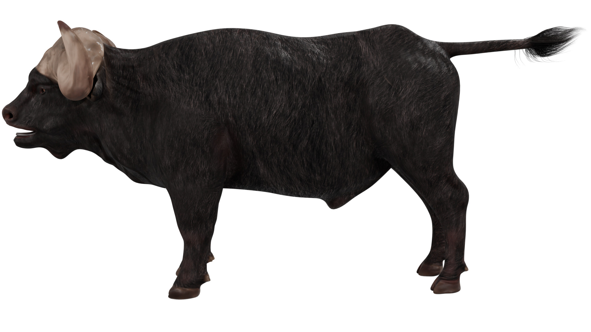 African Buffalo 3D model_1