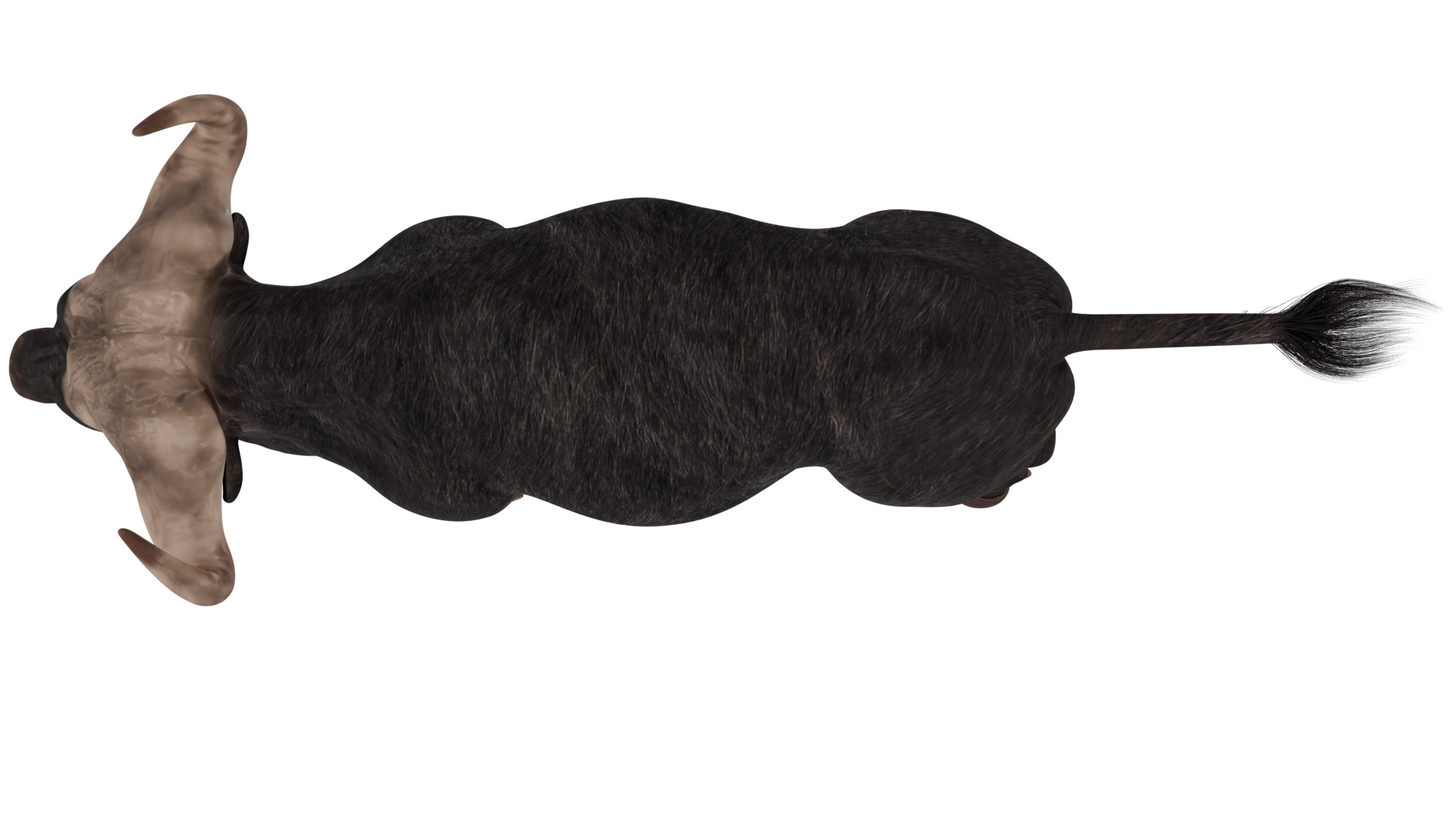 African Buffalo 3D model_8