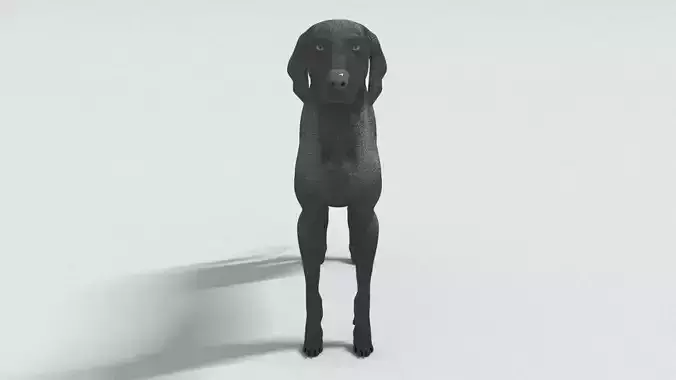 laos Weimaraner dog 3D model