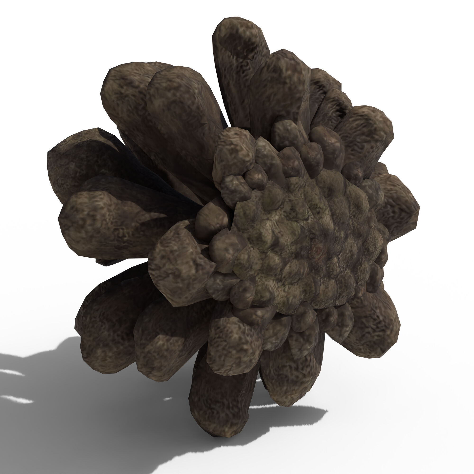 Pine Cone 3D model_10
