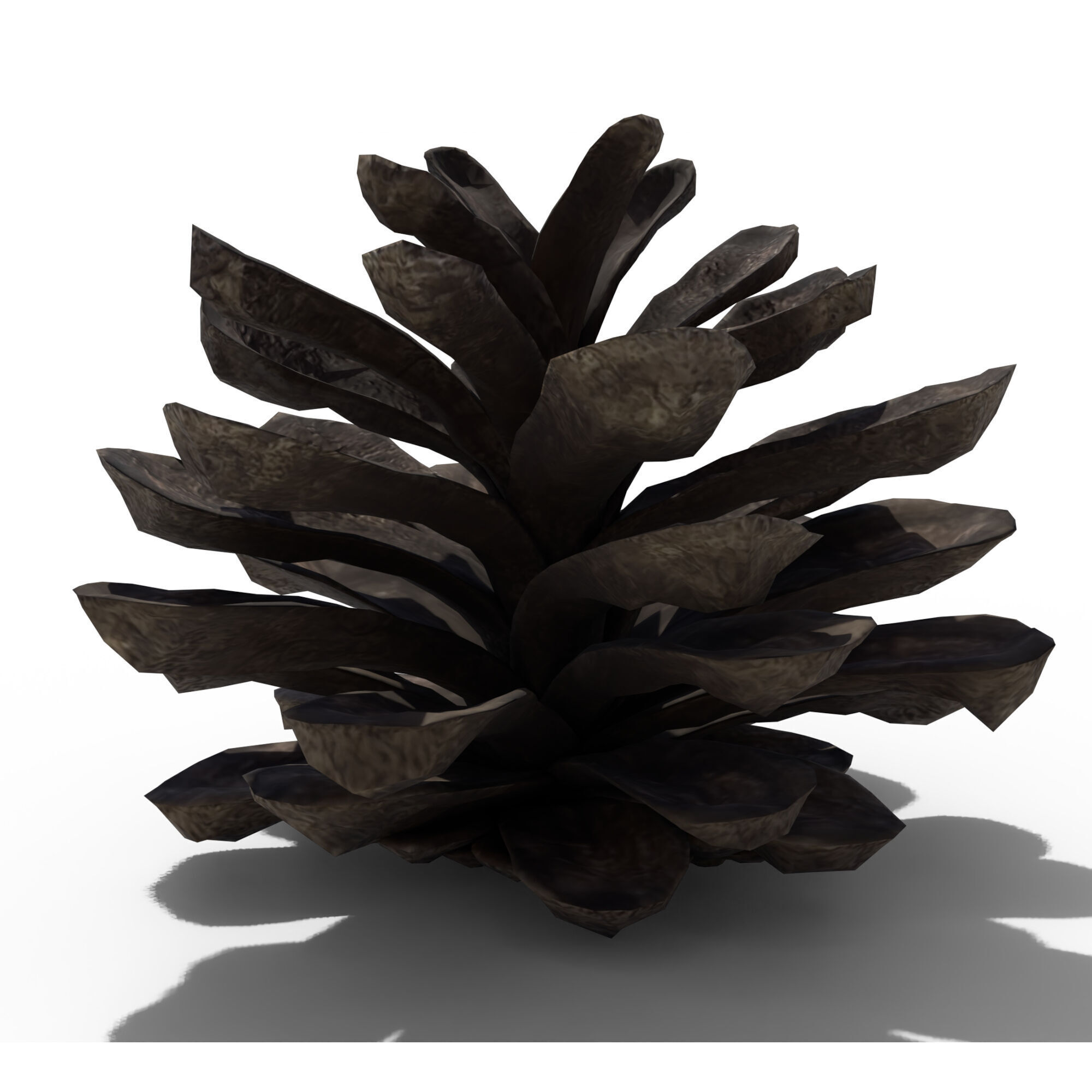 Pine Cone 3D model_4