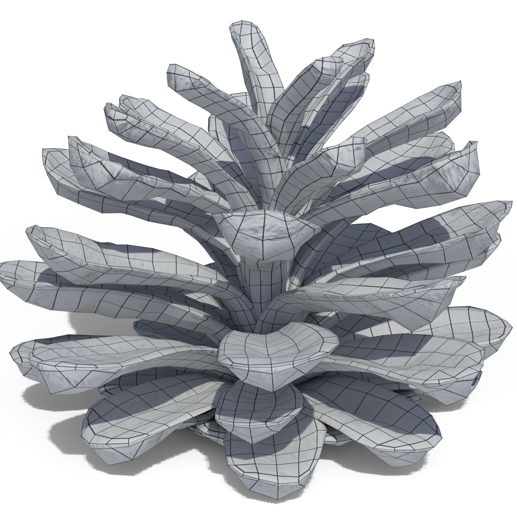 Pine Cone 3D model_13