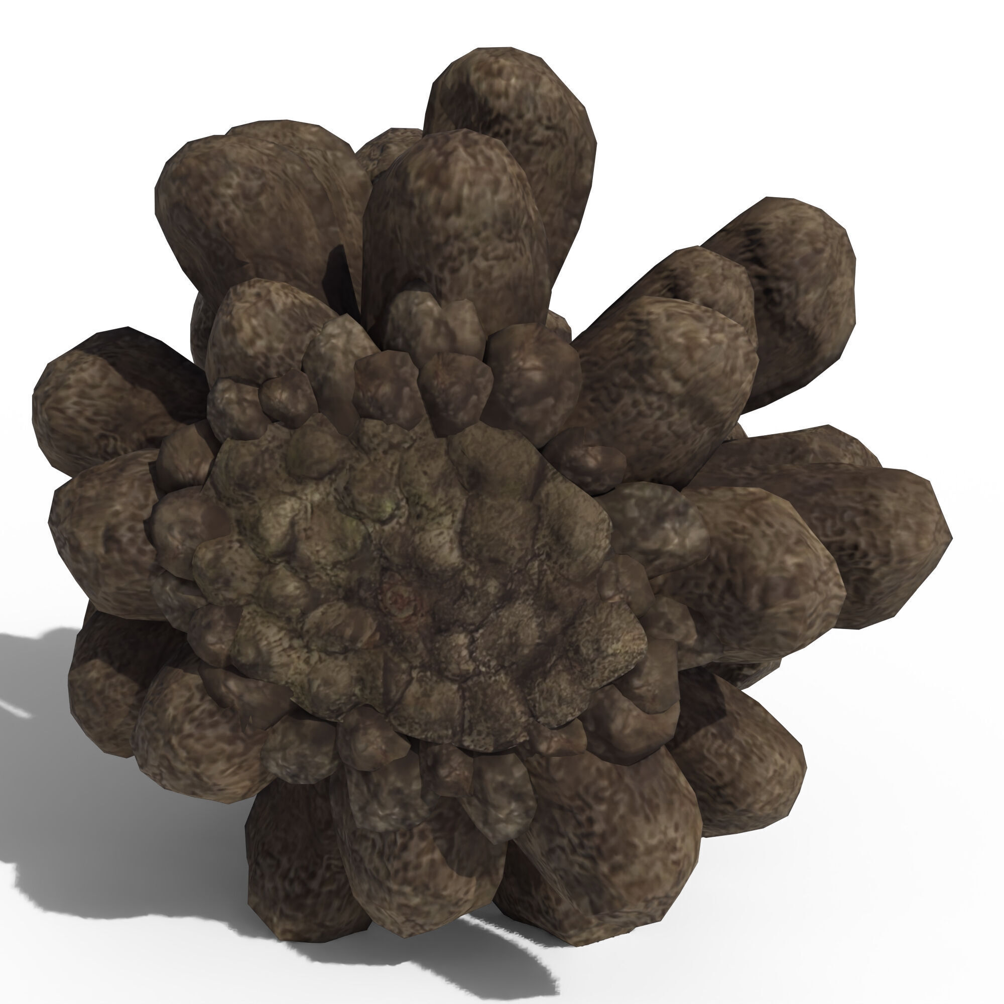 Pine Cone 3D model_16