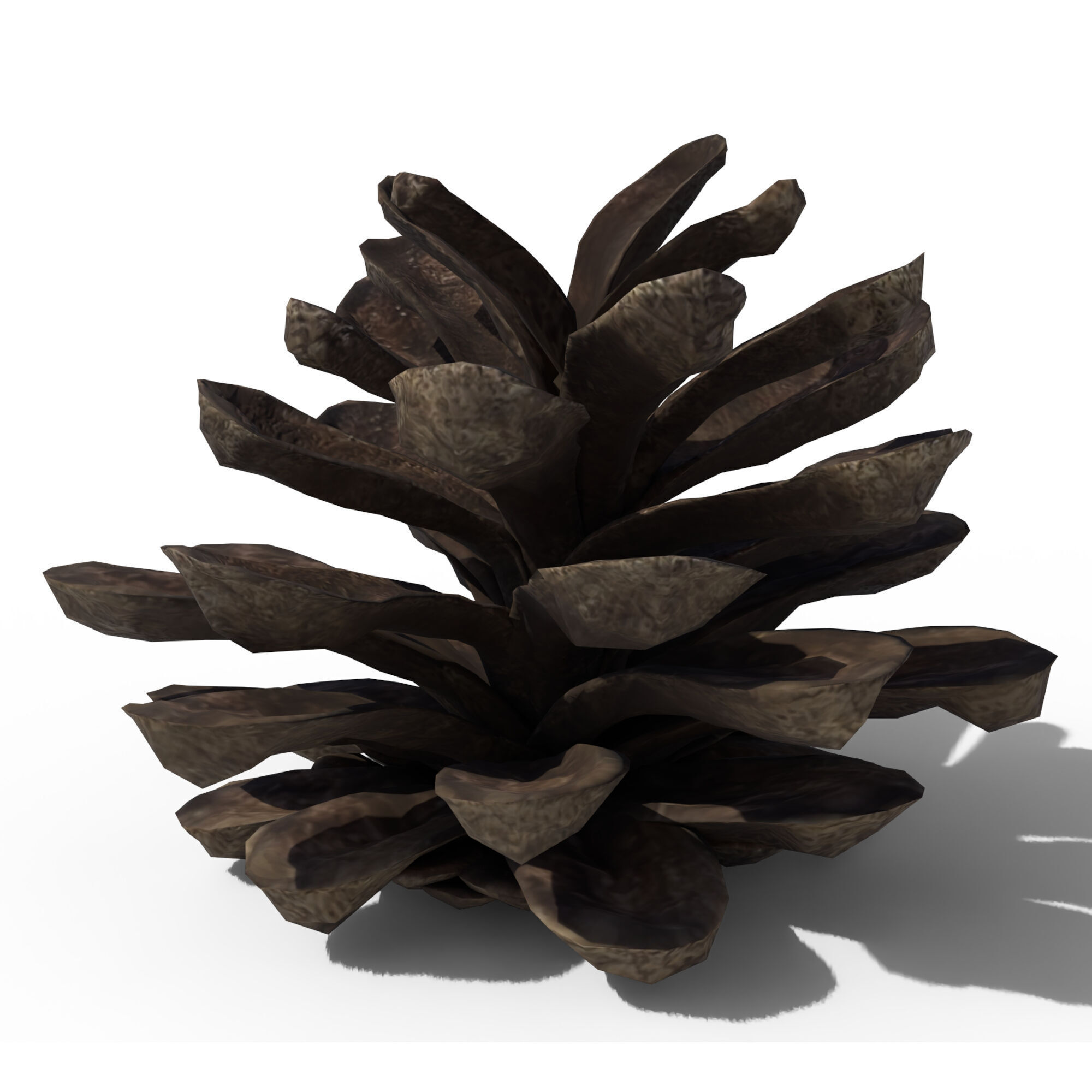 Pine Cone 3D model_2