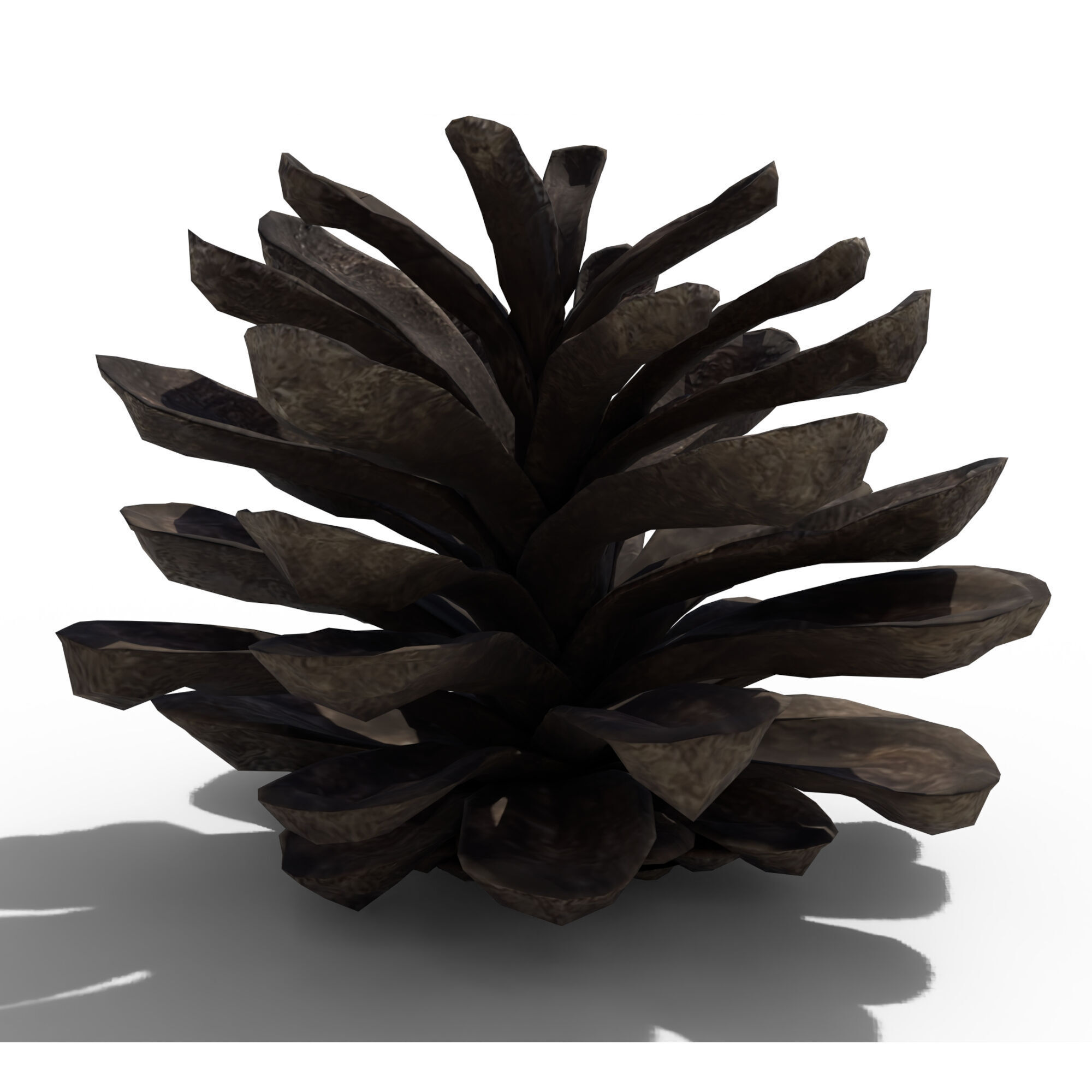Pine Cone 3D model_5
