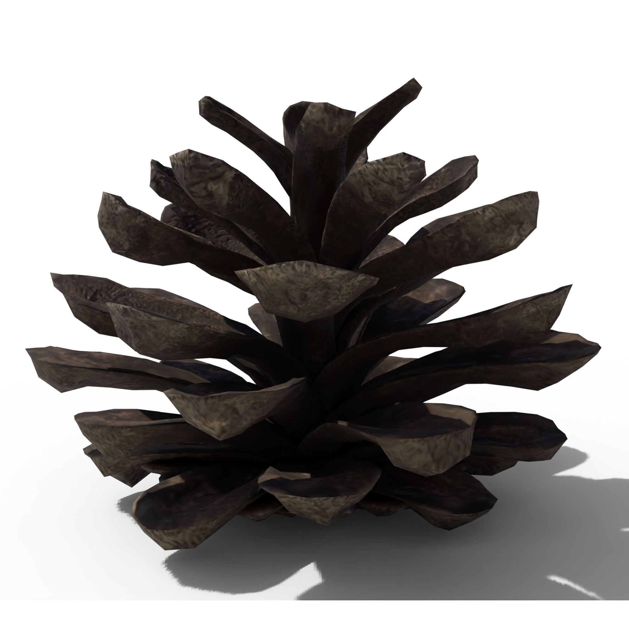 Pine Cone 3D model_3