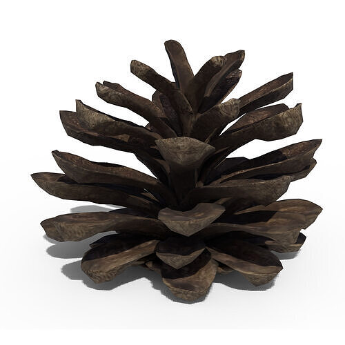 Pine Cone 3D model