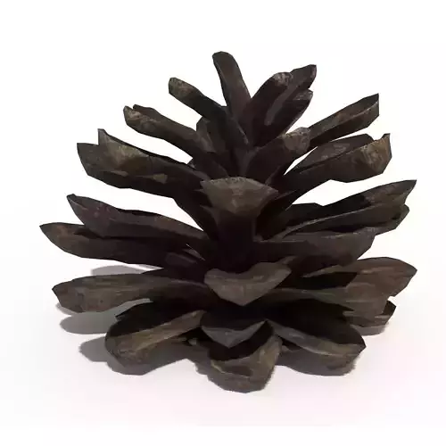 Pine Cone