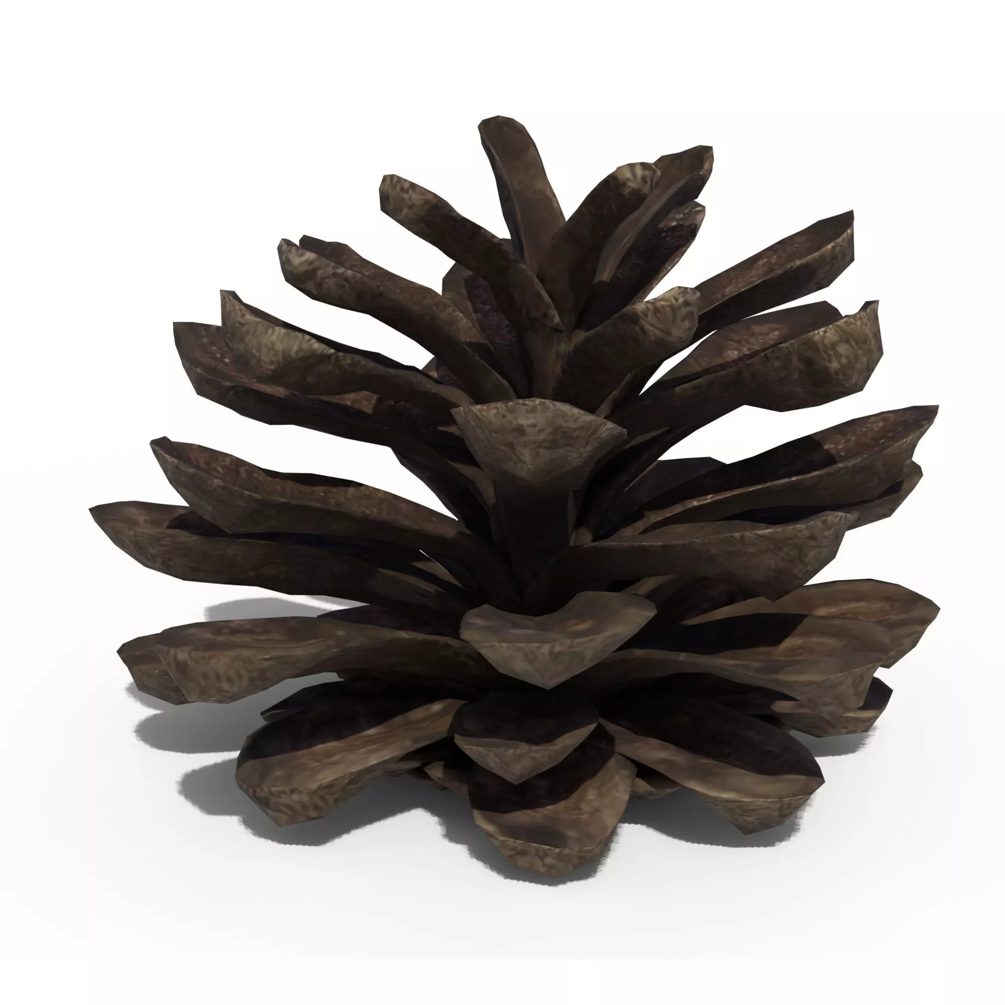 Pine Cone 3D model_0