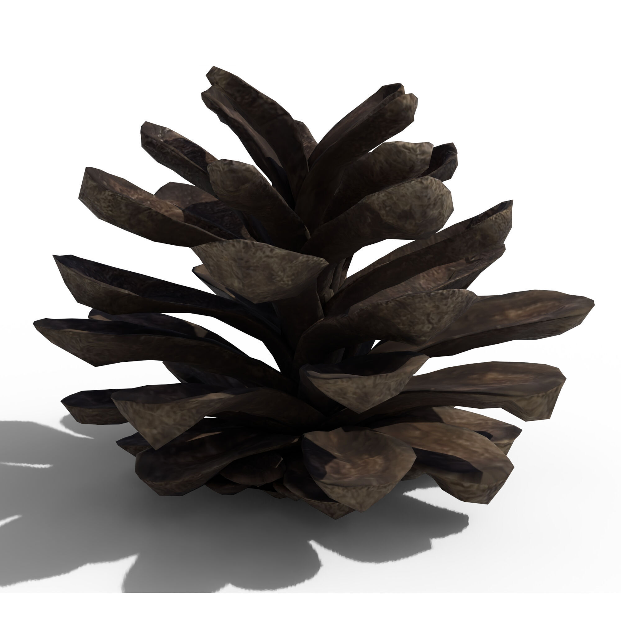 Pine Cone 3D model_6