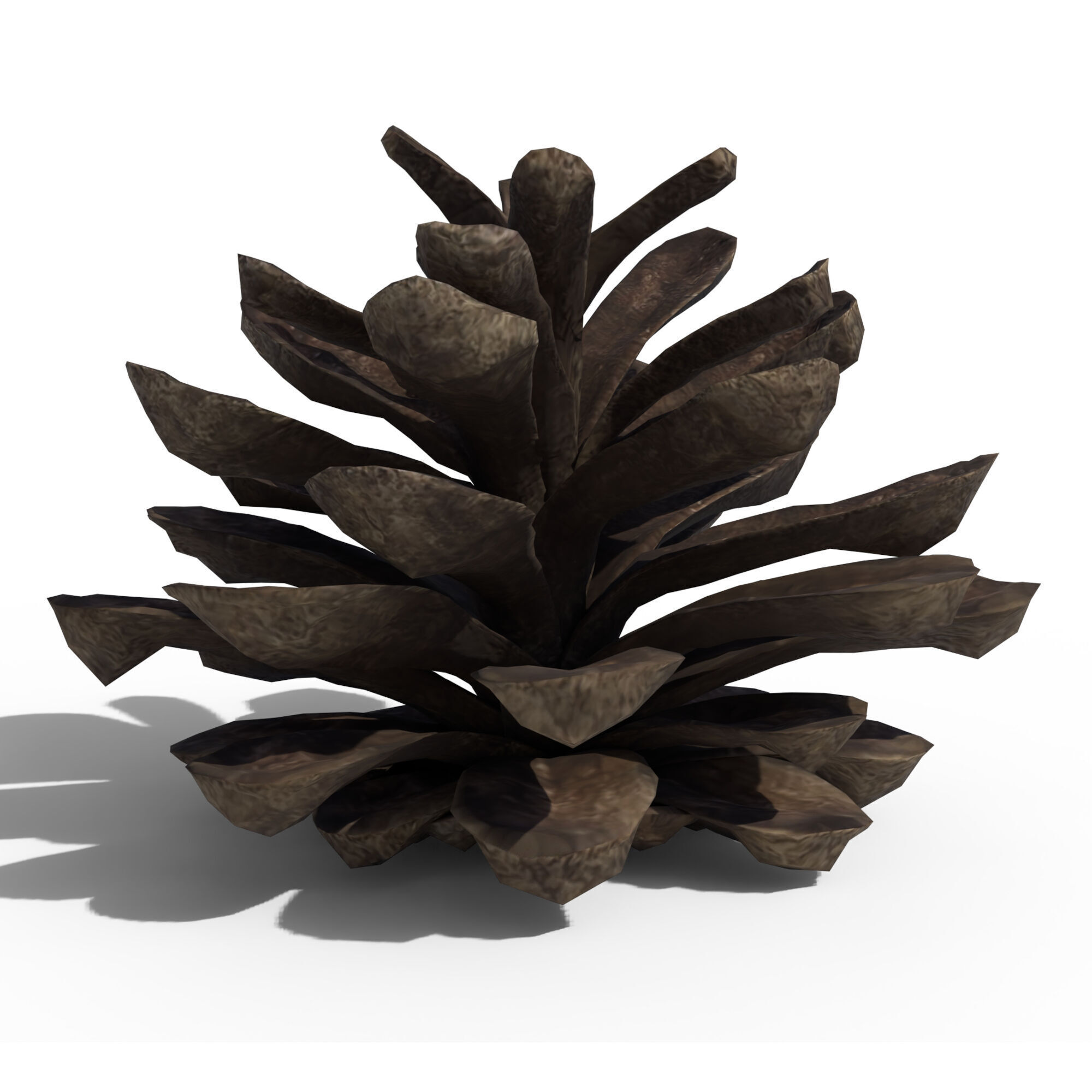 Pine Cone 3D model_7
