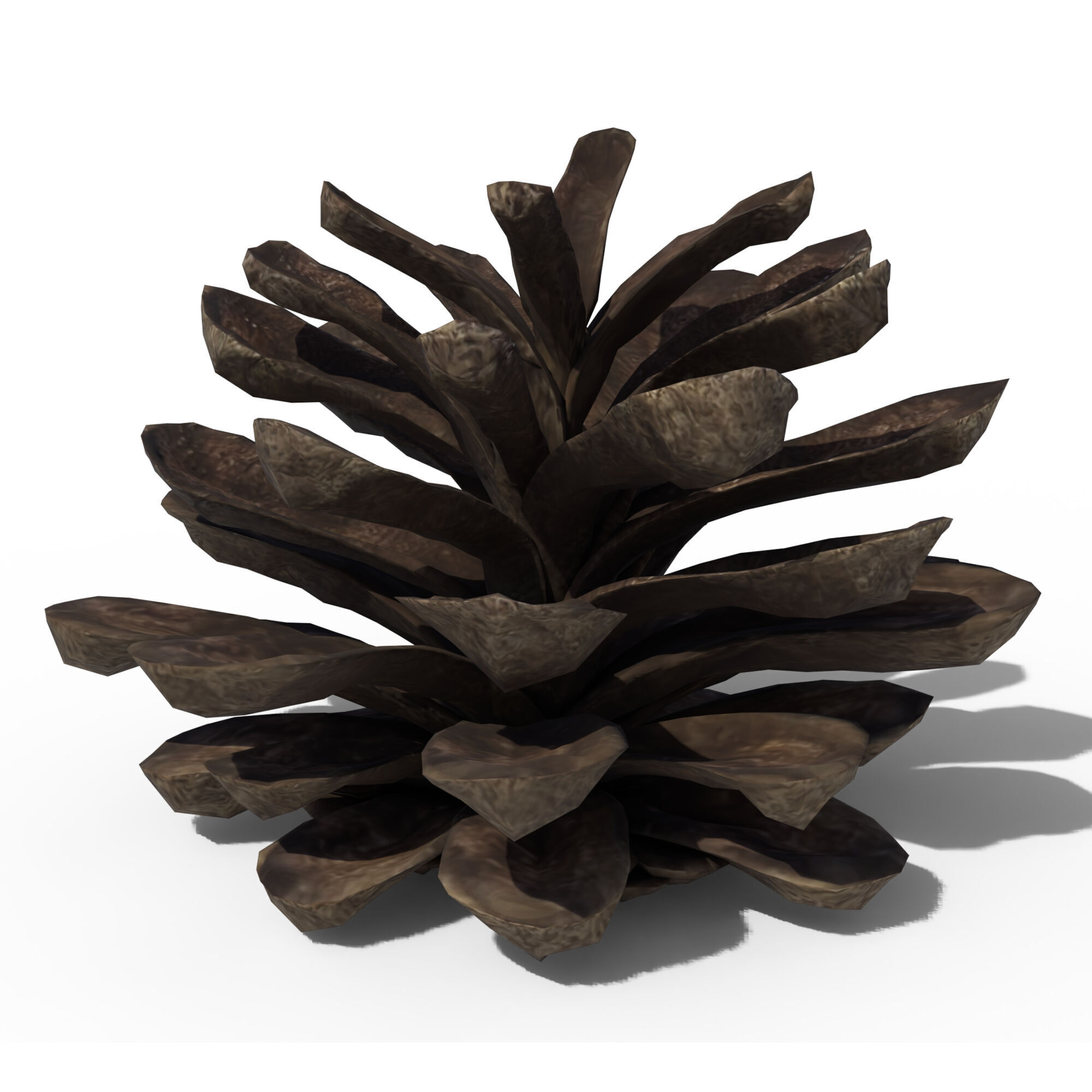 Pine Cone 3D model_1
