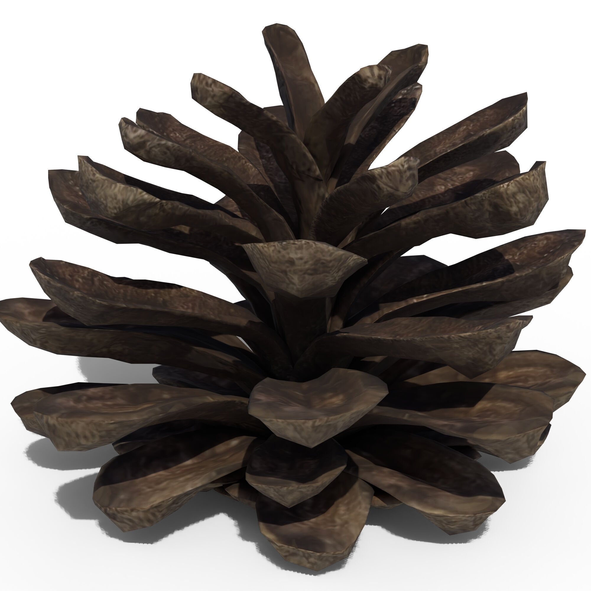 Pine Cone 3D model_12
