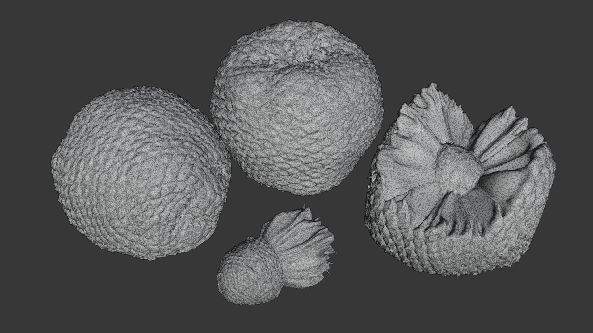 Araucaria Pine Cone Pack 3D model_1