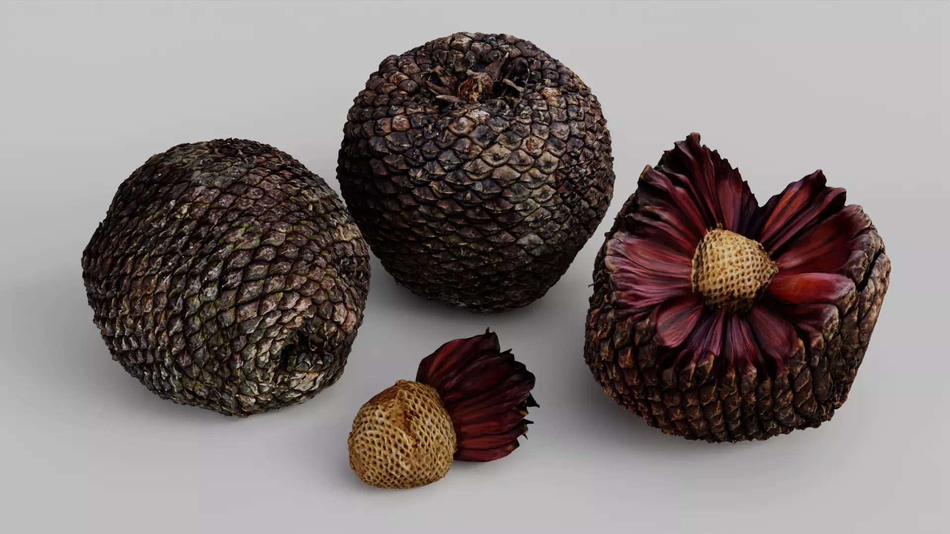 Araucaria Pine Cone Pack 3D model_0