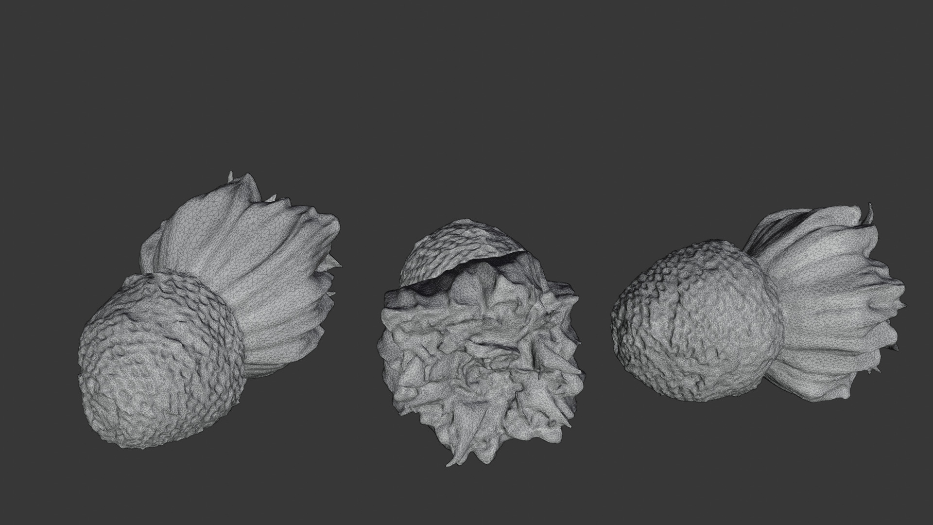 Araucaria Pine Cone Pack 3D model_9