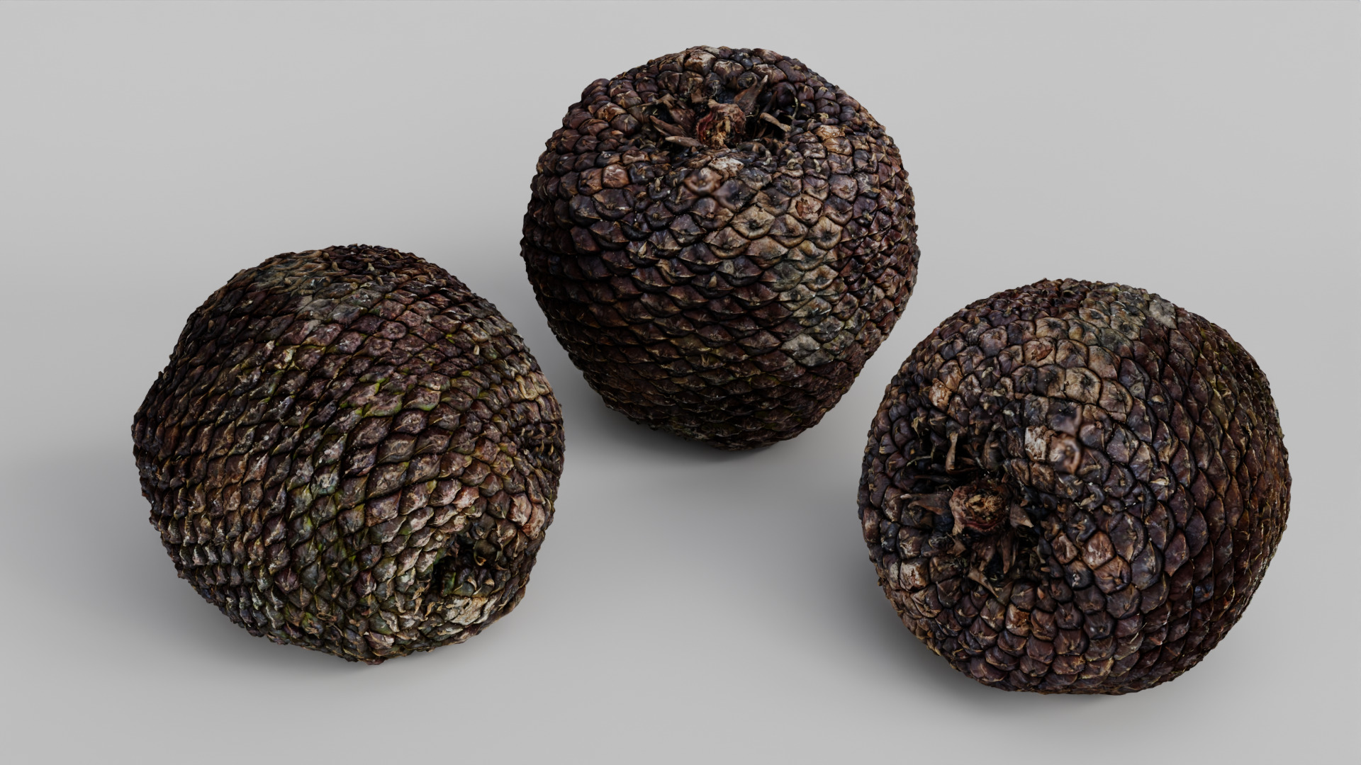 Araucaria Pine Cone Pack 3D model_4