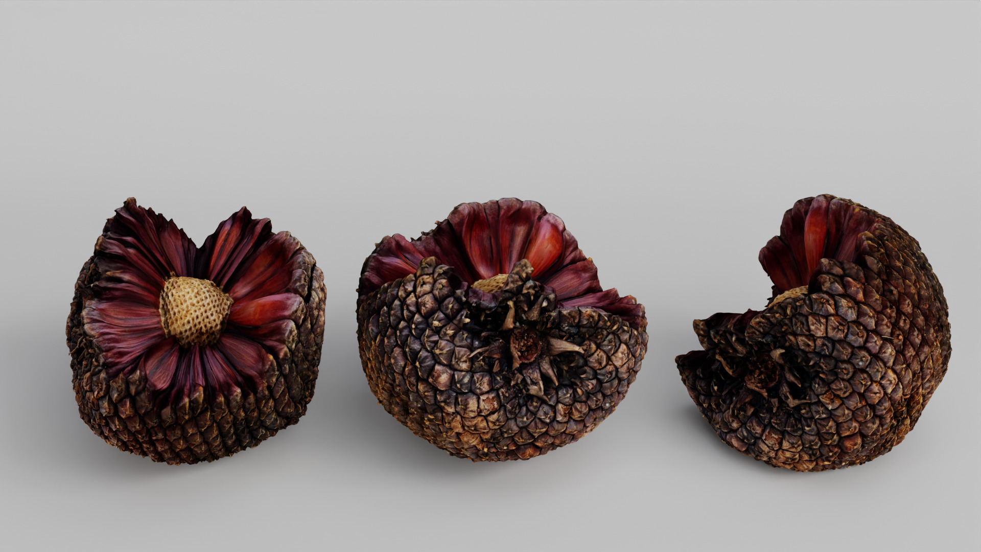 Araucaria Pine Cone Pack 3D model_6